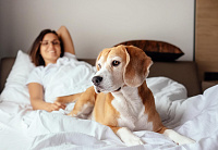 Теперь в «Журавушку» можно приехать с любимыми хвостиками! Отдыхаем всей семьей! Теперь в «Журавушку» можно приехать с любимыми хвостиками! Отдыхаем всей семьей!